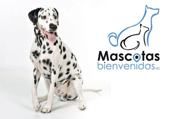 sesion fotografica con mascota en zaragoza Sesión fotográfica con Mascota en Zaragoza