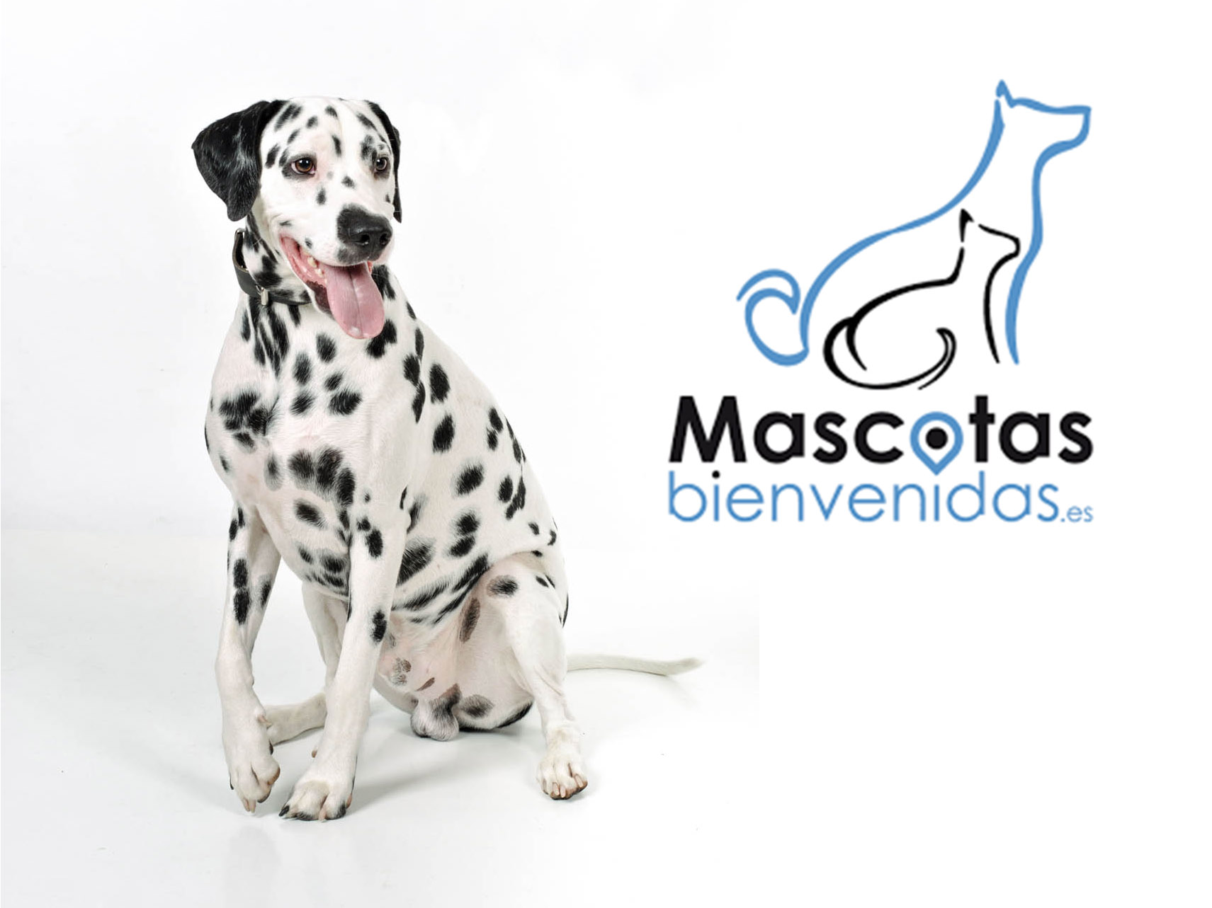 sesion fotografica con mascota en zaragoza Sesión fotográfica con Mascota en Zaragoza