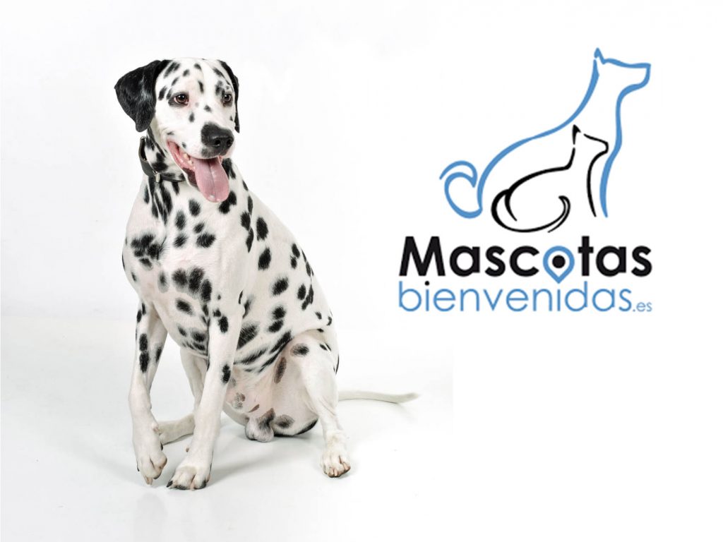 sesión fotográfica con mascota en zaragoza 04 xbqytm