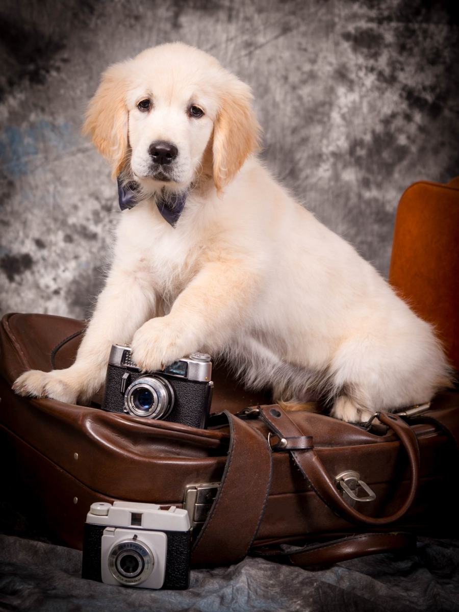 mini sesión de estudio con mascotas fotografía de animales con sus dueños en zaragoza 07