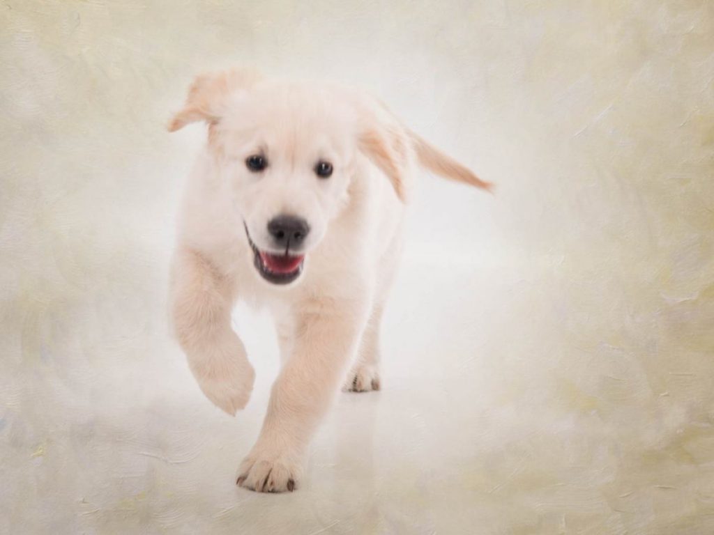 mini sesión de estudio con mascotas fotografía de animales con sus dueños en zaragoza 05