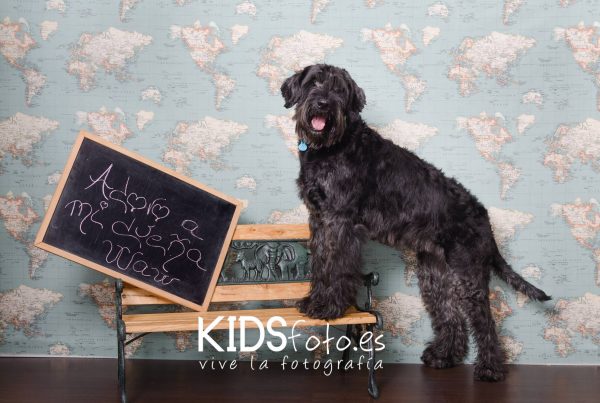 sesion perruna fotografias con mascotas en zaragoza fotograf Sesión perruna, fotografías con mascotas en Zaragoza, fotog