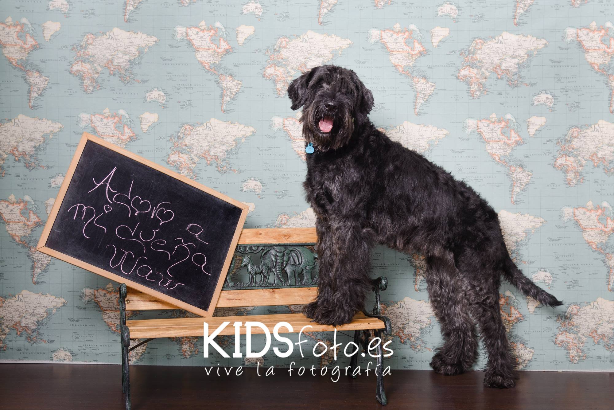 sesion perruna fotografias con mascotas en zaragoza fotograf Sesión perruna, fotografías con mascotas en Zaragoza, fotog