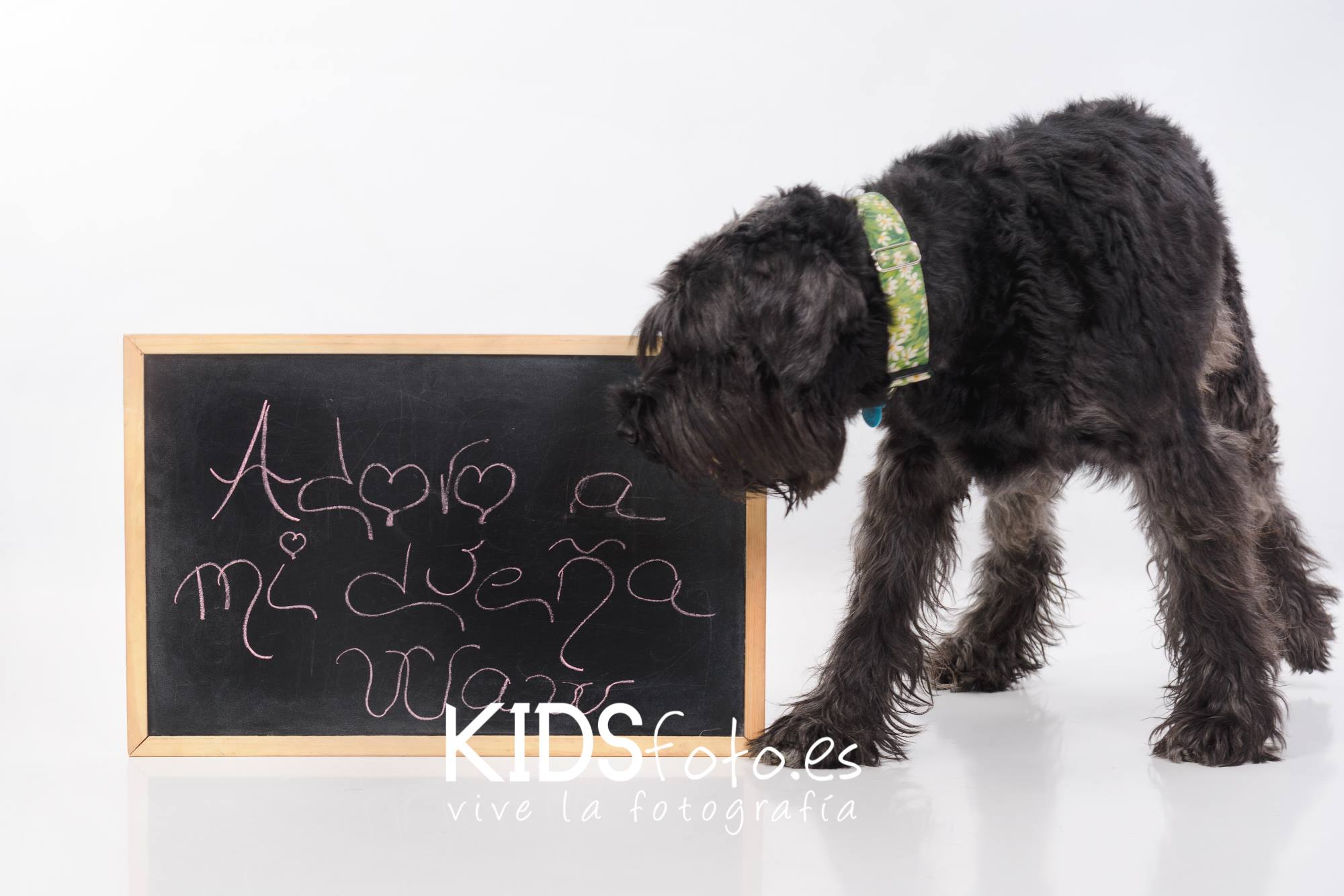 sesion perruna fotografias con mascotas en zaragoza fotografia de perros y gatos 01