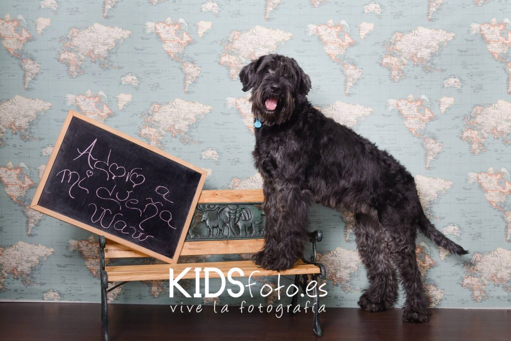 sesion perruna fotografias con mascotas en zaragoza fotografia de perros y gatos 01