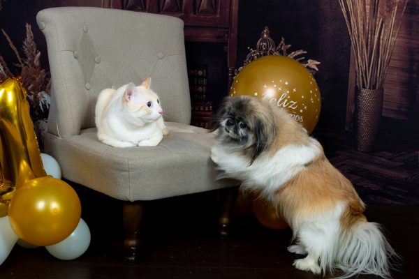 miau guau la sesion fotografica mas divertida para tu gato y ¡Miau Guau!: La Sesión Fotográfica más Divertida para tu Ga