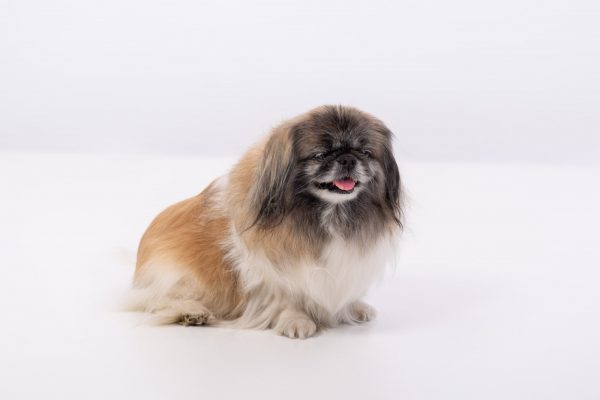 miau guau la sesion fotografica mas divertida para tu gato y ¡Miau Guau!: La Sesión Fotográfica más Divertida para tu Ga