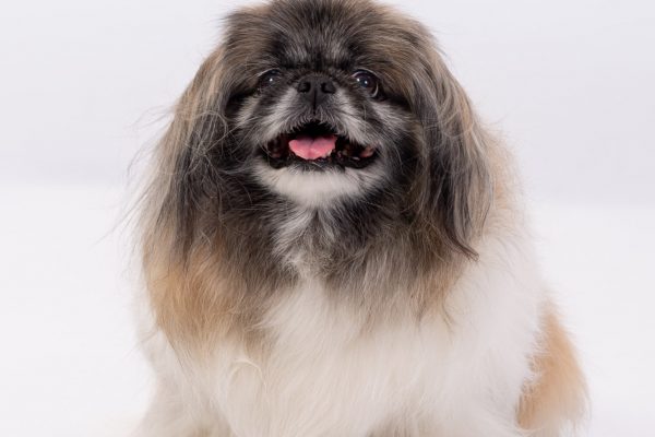 miau guau la sesion fotografica mas divertida para tu gato y ¡Miau Guau!: La Sesión Fotográfica más Divertida para tu Ga