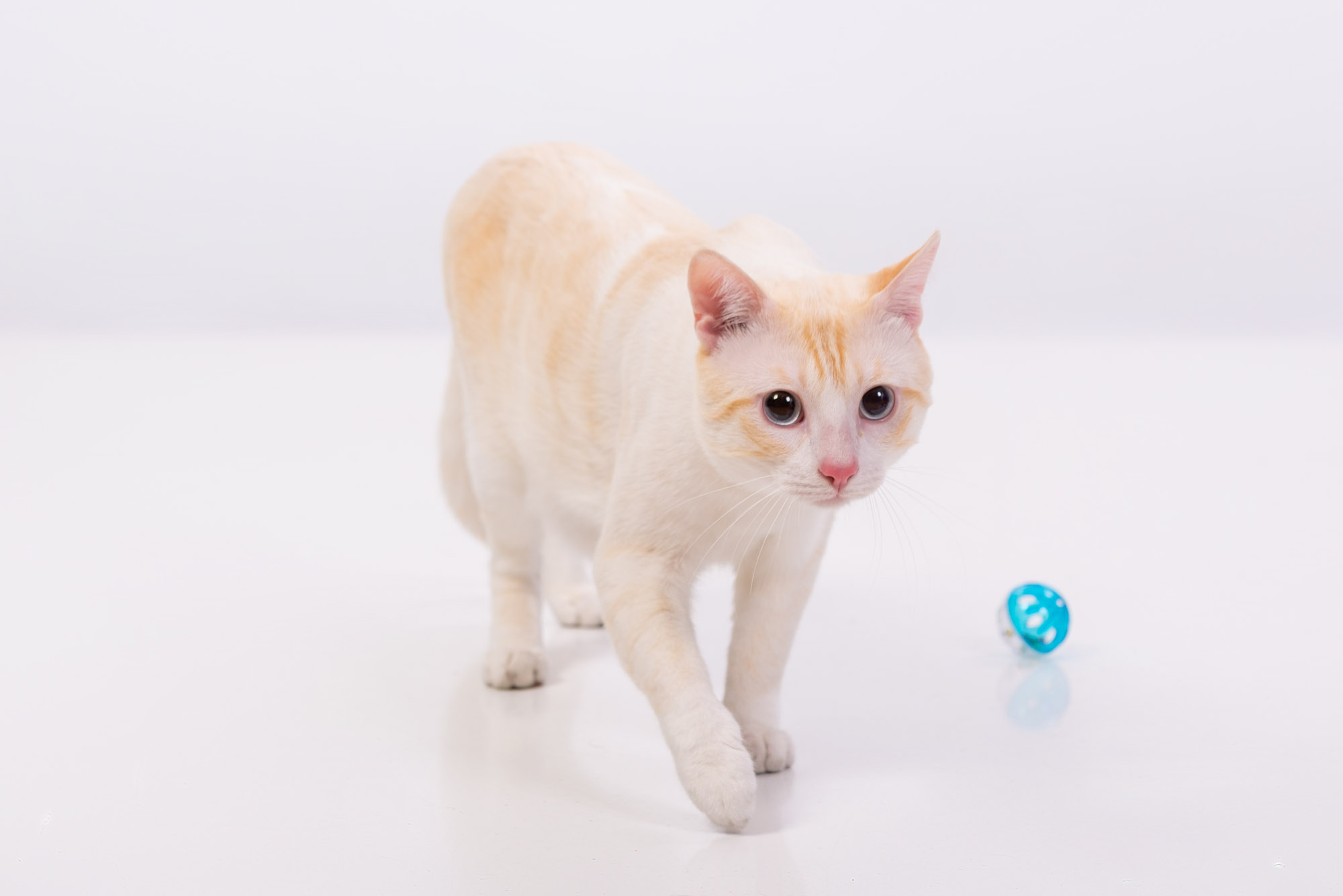 Miau guau la sesion fotografica mas divertida para tu gato y miau guau la sesion fotografica mas divertida para tu gato y Magia de navidad en fotos en familia