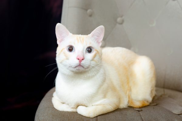 miau guau la sesion fotografica mas divertida para tu gato y ¡Miau Guau!: La Sesión Fotográfica más Divertida para tu Ga