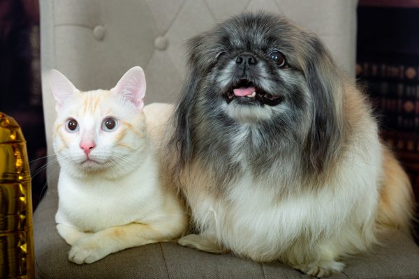 miau guau la sesion fotografica mas divertida para tu gato y ¡Miau Guau!: La Sesión Fotográfica más Divertida para tu Ga