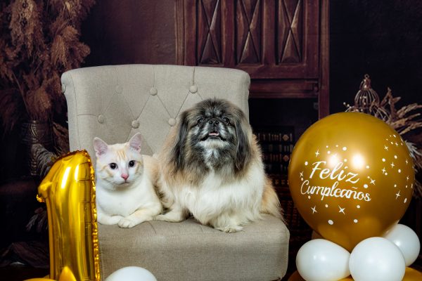 miau guau la sesion fotografica mas divertida para tu gato y ¡Miau Guau!: La Sesión Fotográfica más Divertida para tu Ga