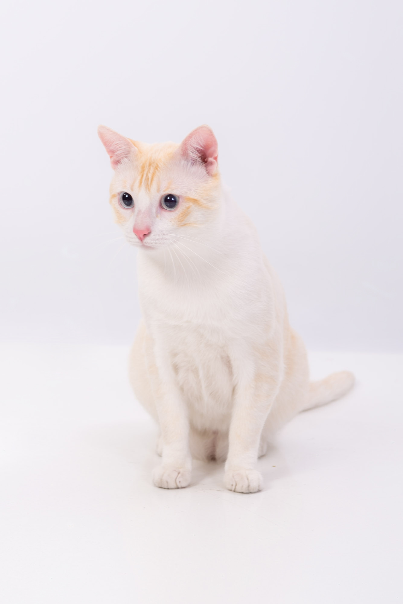 Miau guau la sesion fotografica mas divertida para tu gato y miau guau la sesion fotografica mas divertida para tu gato y ¡Miau Guau!: La Sesión Fotográfica más Divertida para tu Ga