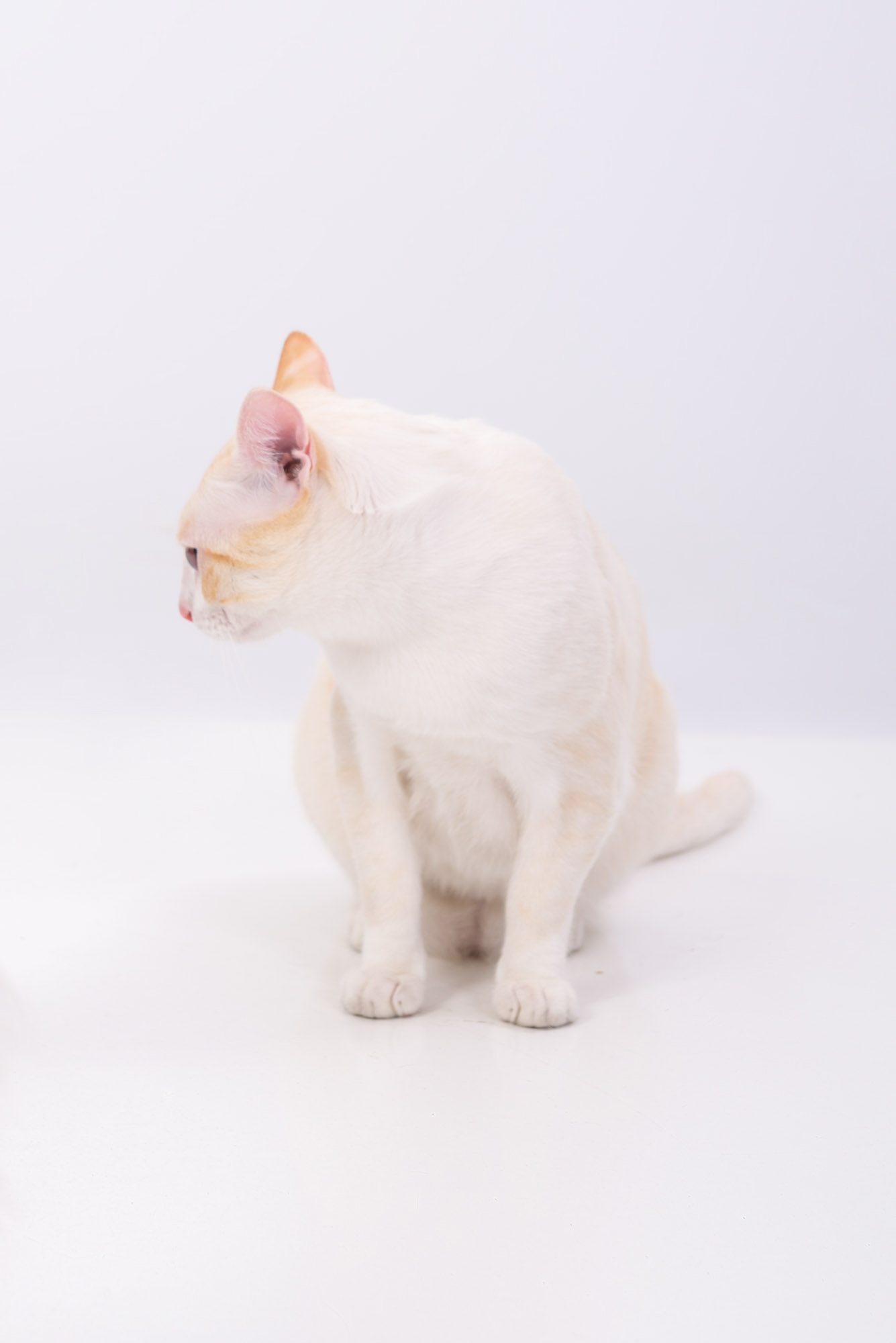 Miau guau la sesion fotografica mas divertida para tu gato y miau guau la sesion fotografica mas divertida para tu gato y ¡Miau Guau!: La Sesión Fotográfica más Divertida para tu Ga