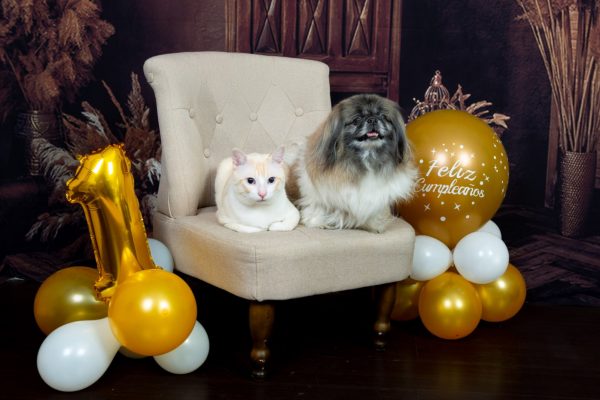 miau guau la sesion fotografica mas divertida para tu gato y ¡Miau Guau!: La Sesión Fotográfica más Divertida para tu Ga