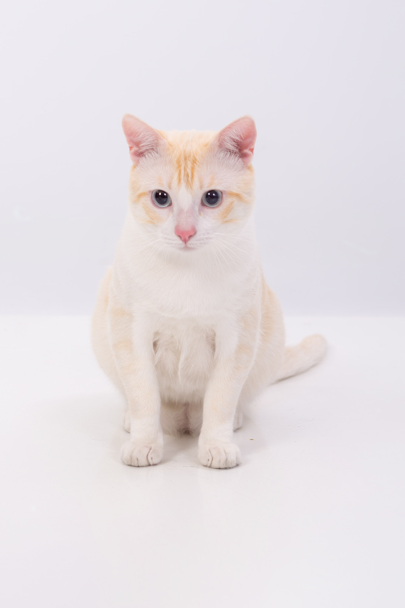 Miau guau la sesion fotografica mas divertida para tu gato y miau guau la sesion fotografica mas divertida para tu gato y ¡Miau Guau!: La Sesión Fotográfica más Divertida para tu Ga