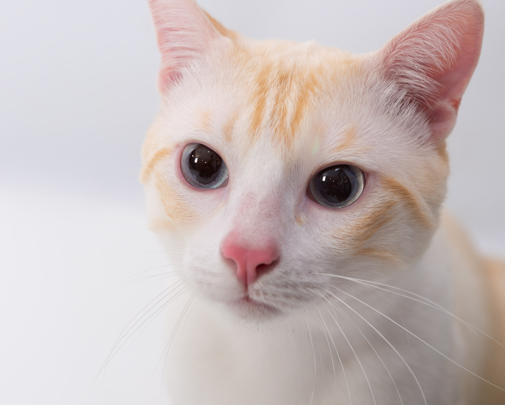 Miau guau la sesion fotografica mas divertida para tu gato y miau guau la sesion fotografica mas divertida para tu gato y ¡Miau Guau!: La Sesión Fotográfica más Divertida para tu Ga