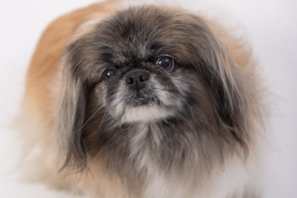 miau guau la sesion fotografica mas divertida para tu gato y ¡Miau Guau!: La Sesión Fotográfica más Divertida para tu Ga