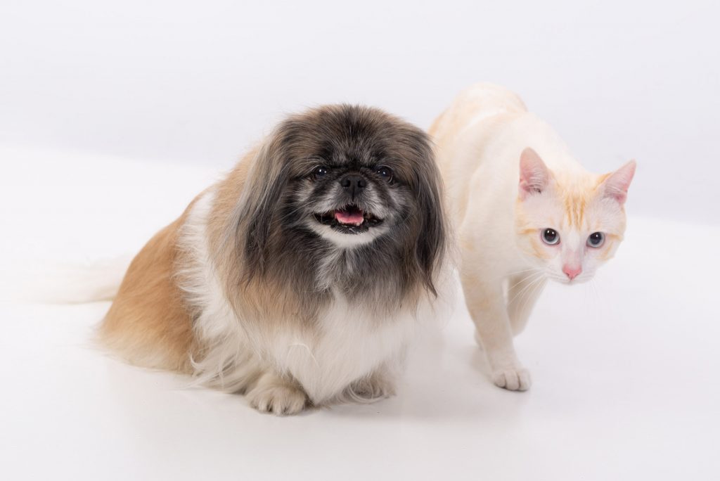 ¡miau guau la sesion fotografica mas divertida para tu gato y perro 04