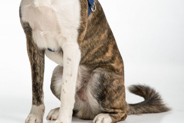 Rie sonrie y enamorate de las fotos mas adorables de tu mascota