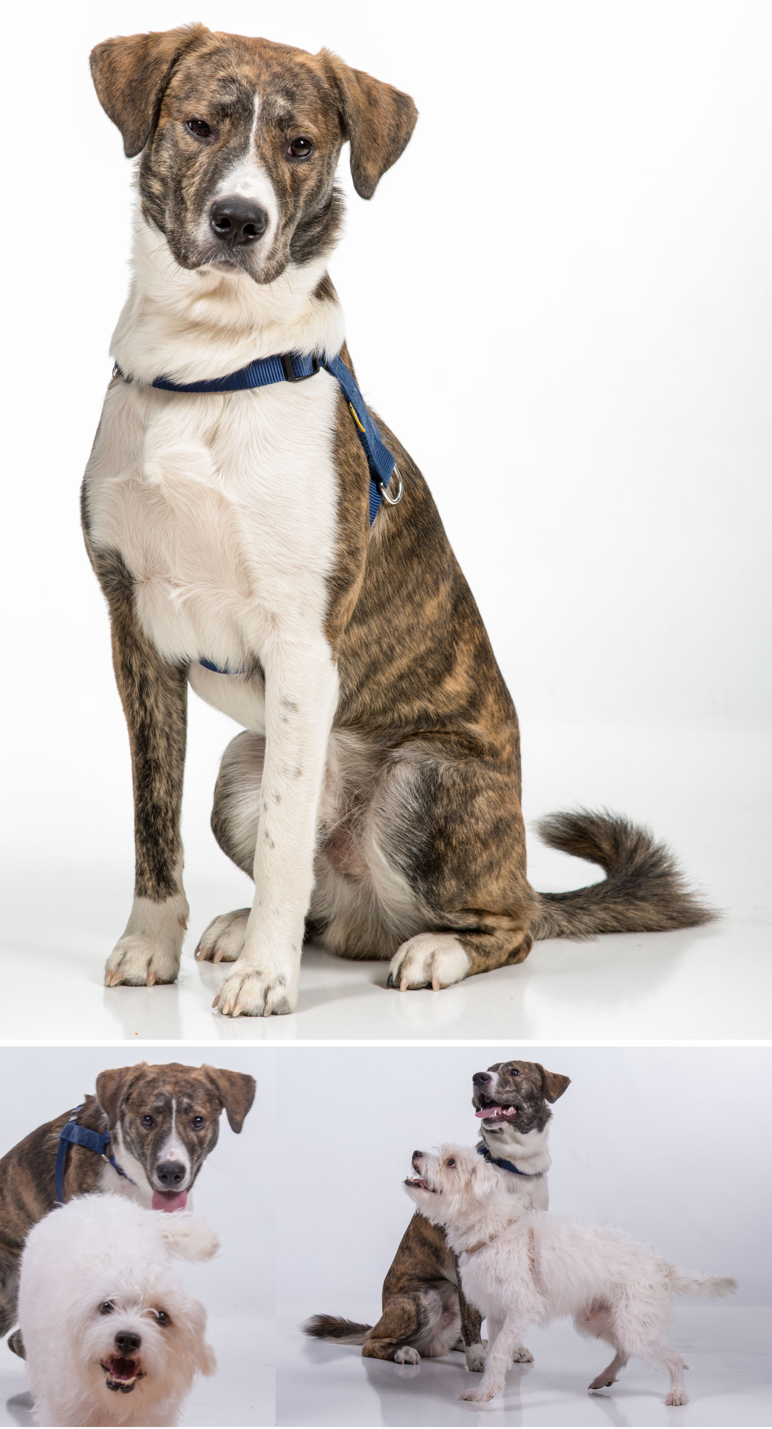 Ríe, sonríe, y enamórate de las fotos más adorables de tu mascota