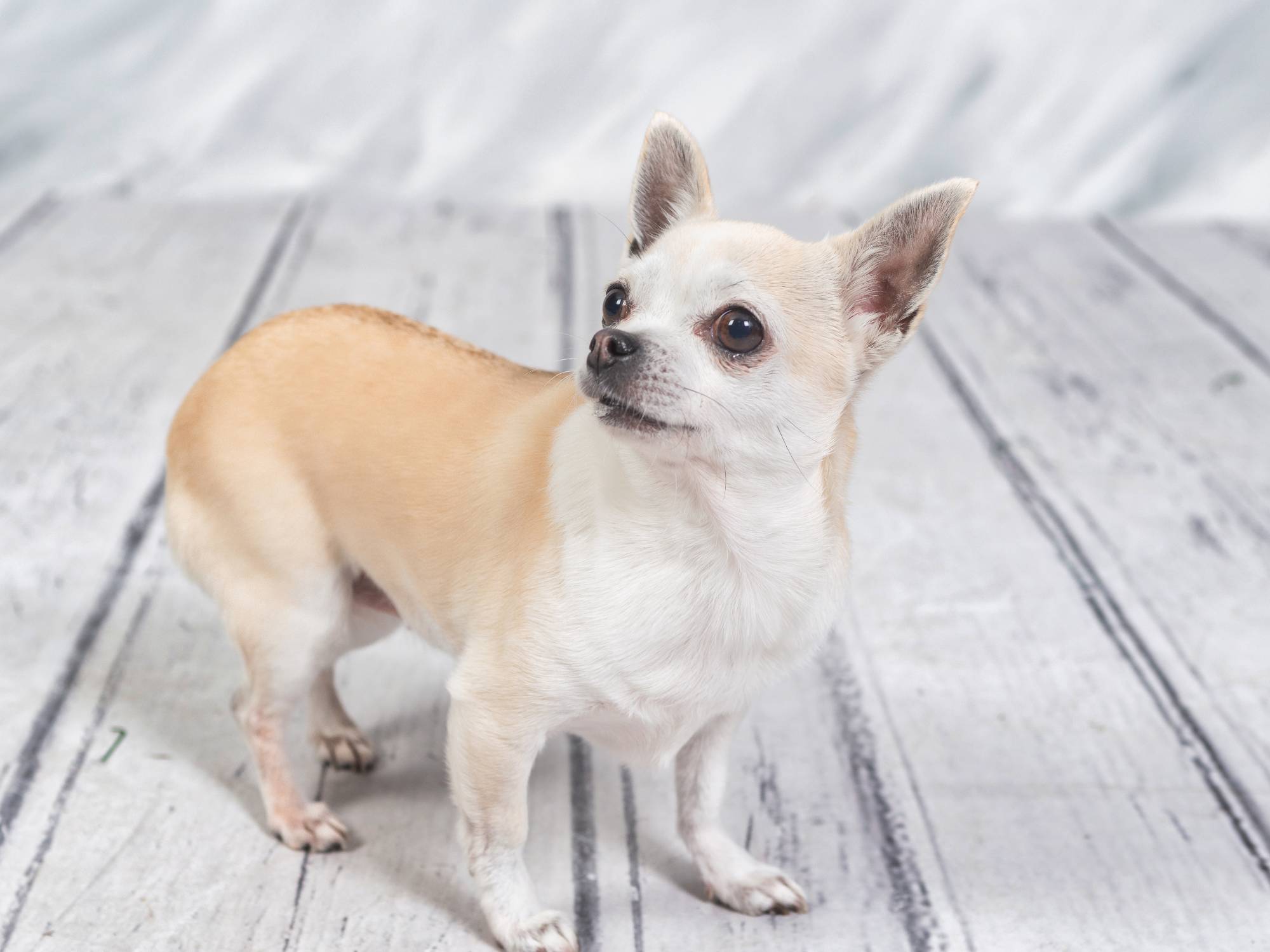 Detalle de mascota en sesión de fotos de estudio