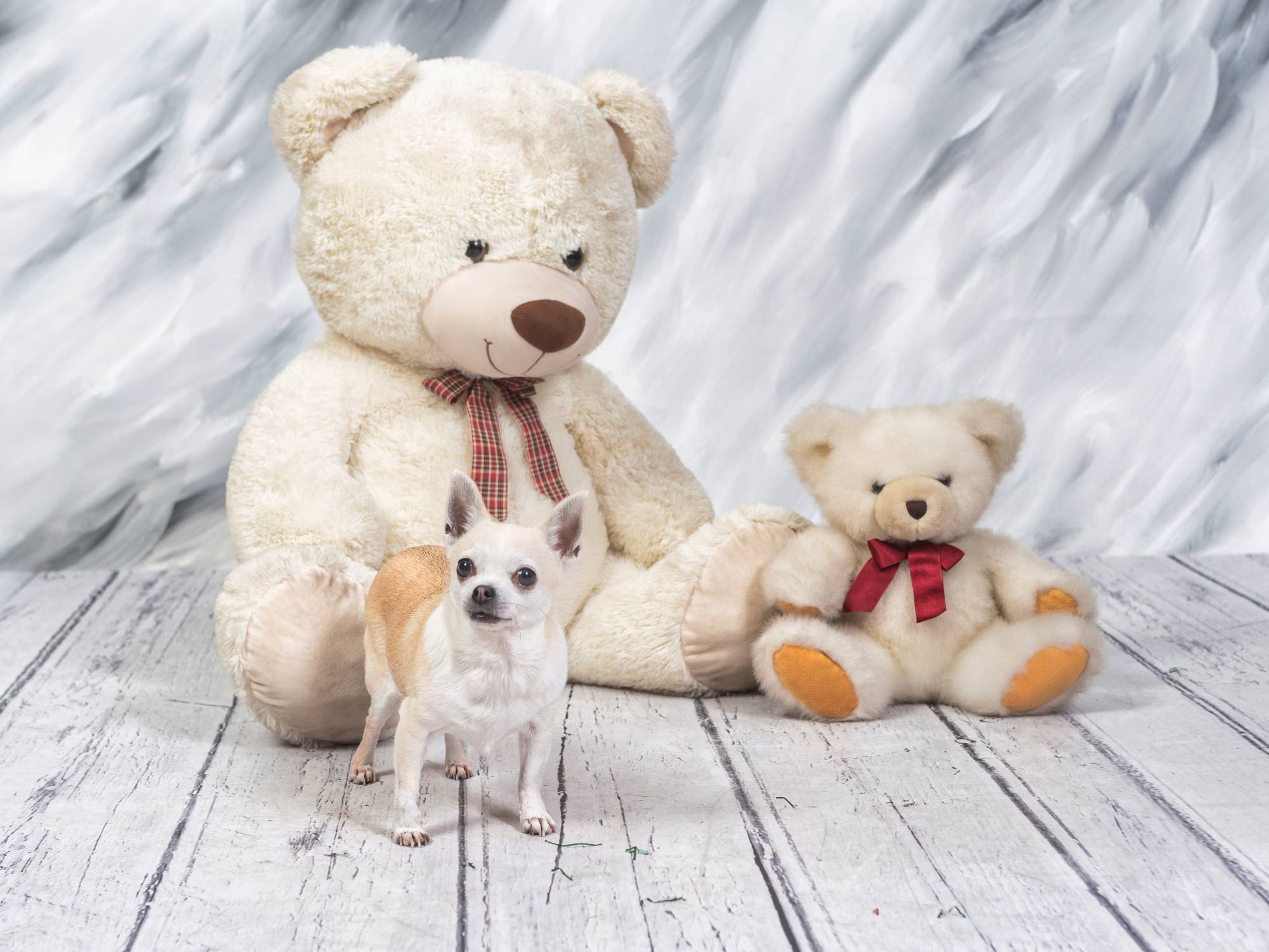 Fotografía profesional de perro en Zaragoza