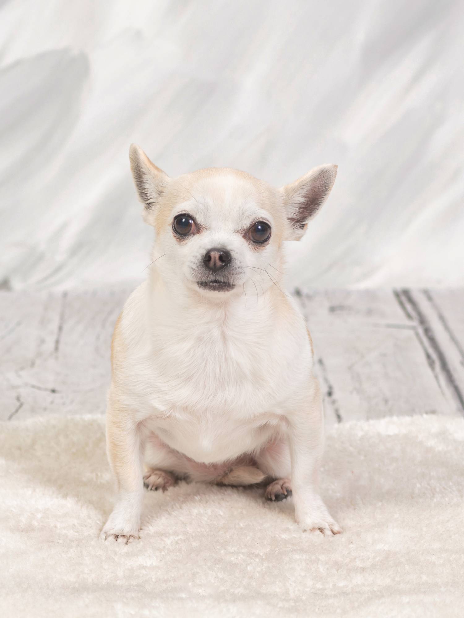 Perro jugando en el estudio de Manolo García