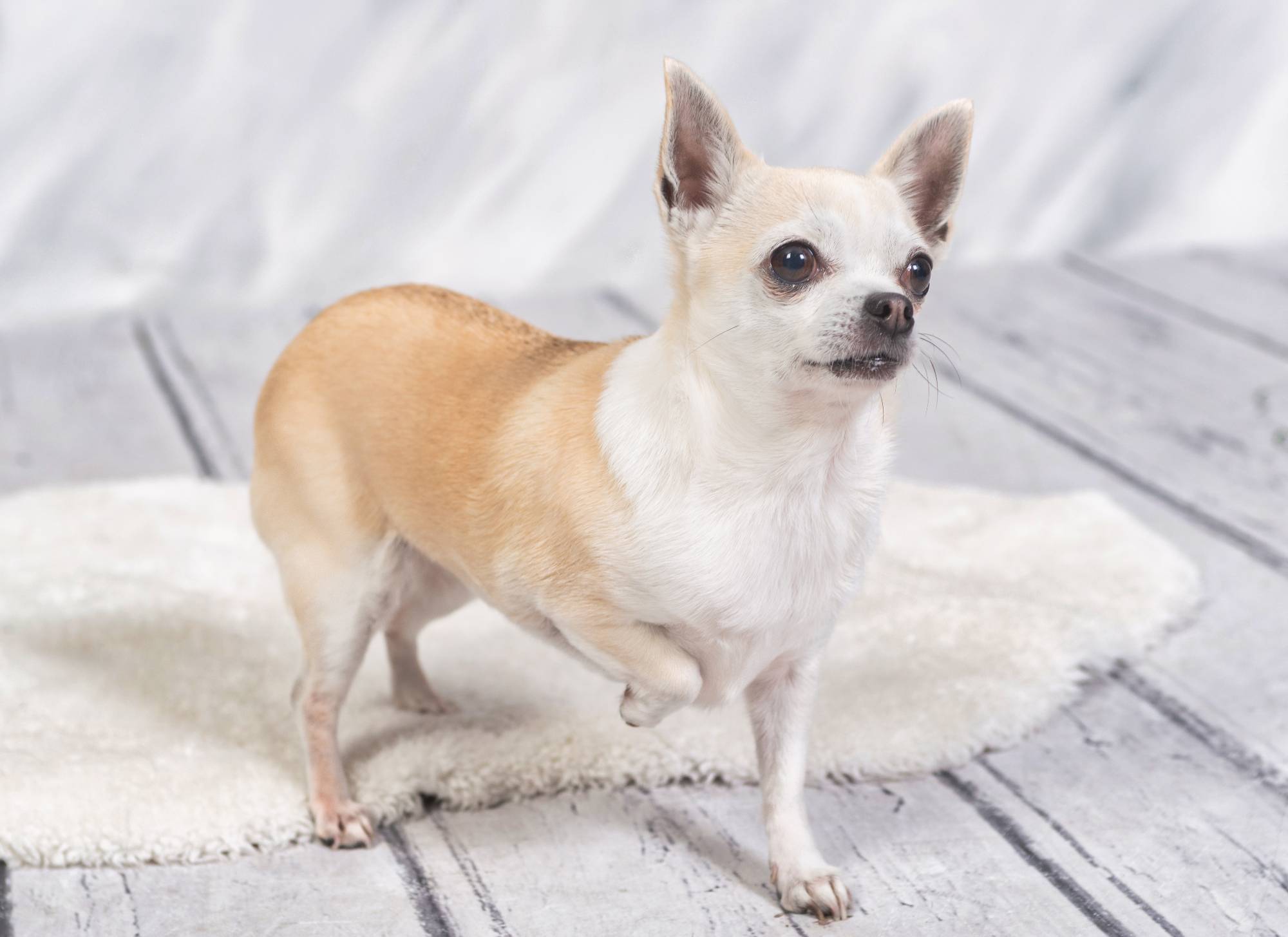 Recuerdo eterno de mascota en Zaragoza