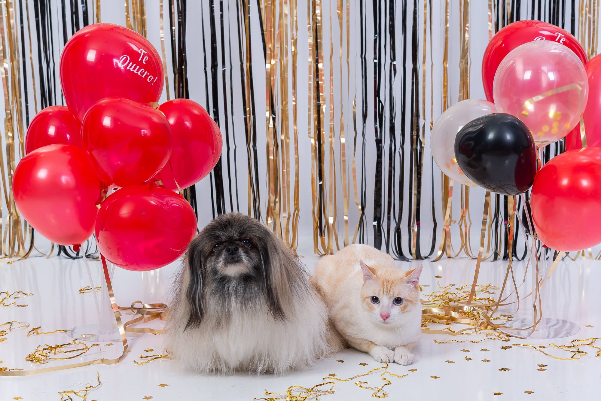 reportaje fotografico de familia y mascotas en zaragoza espe Reportaje fotográfico de familia y mascotas en Zaragoza: Es