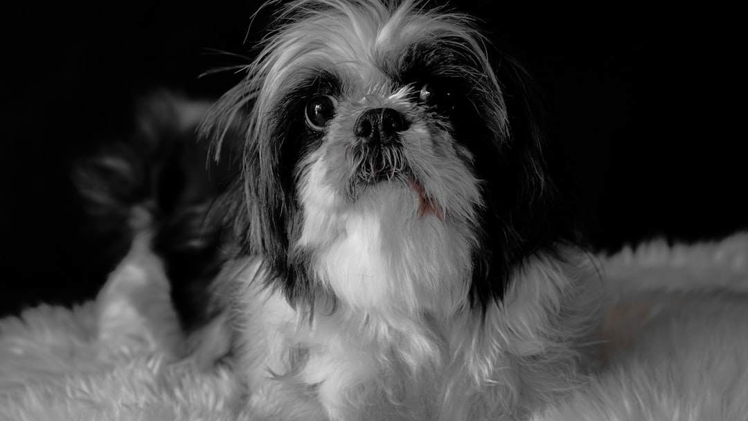 Perro feliz durante una sesión de fotos familiar en un estudio de Zaragoza