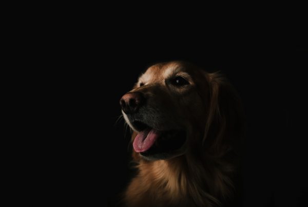 Cómo preparar a tu perro para una sesión de fotos familiar