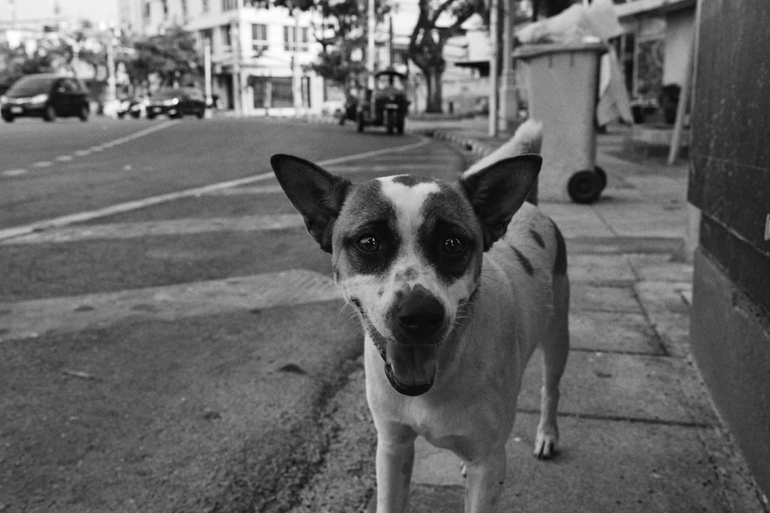 Sesión de fotos con mascotas en Zaragoza: todos forman parte de la familia