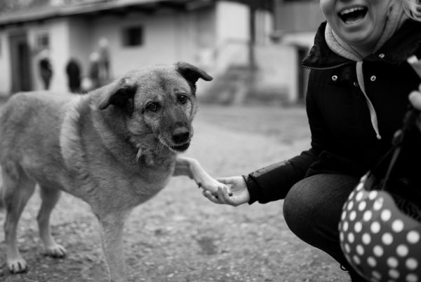 Sesión de fotos con mascotas en Zaragoza: todos forman parte de la familia