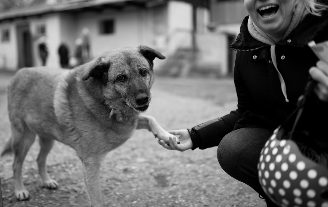 Sesión de fotos con mascotas en Zaragoza: todos forman parte de la familia