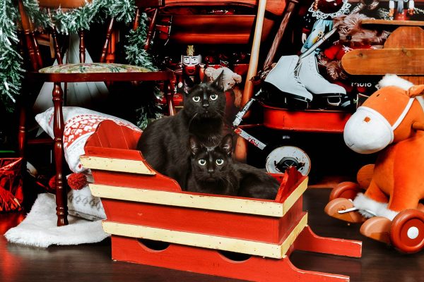 Fotografía original recuperada 26385 Sesión de fotografía con mascotas en Zaragoza